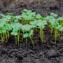 Imagem de Sementes Brotos Microverdes de Mostarda Nayana (500g) ISLA