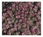 Imagem de Sementes de Alyssum Roxo Violeta Carpet 200mg