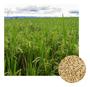 Imagem de Sementes De Arroz Sequeiro Brs 502 - 500g