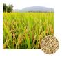 Imagem de Sementes De Arroz Sequeiro Brs 502 - 500g