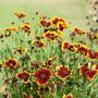 Imagem de Sementes de Coreopsis Elegant (Sortida) TOPSEED