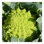 Imagem de Sementes de Couve- Flor Romanesco Kefera - 600mg