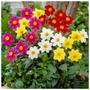 Imagem de Sementes de Dahlia Coltness (Sortida) TOPSEED