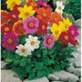 Imagem de Sementes de Dahlia Coltness (Sortida) TOPSEED