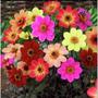 Imagem de Sementes de Dahlia Coltness (Sortida) TOPSEED