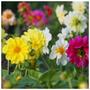 Imagem de Sementes de Dahlia Unwins Dobrada (Sortida) TOPSEED