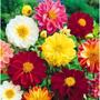 Imagem de Sementes de Dahlia Unwins Dobrada (Sortida) TOPSEED