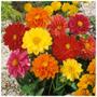 Imagem de Sementes de Dahlia Unwins Dobrada (Sortida) TOPSEED