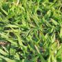 Imagem de Sementes de Grama Batatais 10kg para jardim e campo de futebol