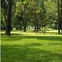 Imagem de Sementes de Grama para Jardim (Folha Fina) Blueline TOPSEED