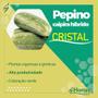 Imagem de Sementes de Pepino Híbrido Cristal Pcte C/ 100 Gramas