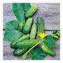 Imagem de Sementes de Pepino Hibrido Green Pick P/ Conserva Env C/ 1.20gr