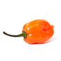 Imagem de Sementes de Pimenta Habanero (Orange) TOPSEED