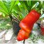 Imagem de Sementes de Pimenta Peter Pepper TOPSEED