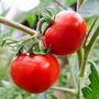 Imagem de Sementes de Tomate Hibrido Athenas Blueline TOPSEED