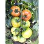 Imagem de Sementes de Tomate Híbrido Omega Env. C/ 1.000 Sementes