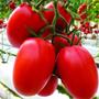 Imagem de Sementes de Tomate Hibrido Saladete Lucca (50 Sementes) ISLA