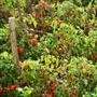 Imagem de Sementes de Tomate Saladete Bartô Feltrin 2g