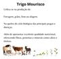 Imagem de Sementes de Trigo Mourisco p/ Ovinos e Caprinos 500g