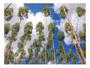 Imagem de Sementes Eucalipto Urophylla p/ Quebra vento 20g