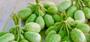Imagem de Sementes Maxixe Do Norte TOPSEED