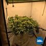 Imagem de Set de Grow Pot RDWC DIY com 5 Baldes  Completo 1/2"