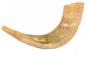 Imagem de Shofar Chifre De Carneiro De Tocar - 35 A 39 Cm - De Israel