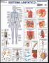 Imagem de Sistema Linfático Poster Mapa Anatomia Corpo Humano Medicina - Dobrado