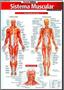 Imagem de Sistema Muscular - Avançado - Barros Fischer & Associados