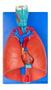 Imagem de Sistema Respiratório E Cardiovascular 7 Partes