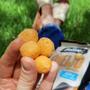 Imagem de Snack De Arroz Sem Gluten Queijo Suiço Belive 35G (20 Und)
