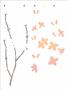 Imagem de Stencil opa 15x20 - 3309 - galhos com flores ii