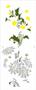 Imagem de Stencil Pintura Flores Margaridas 2948 17x42 Opa