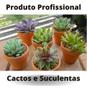 Imagem de Substrato Para Plantas Cactos E Suculentas 25 L Terral Pro
