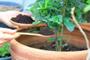 Imagem de Substrato Terra Vegetal Adubada com Humus de Minhoca 10kg
