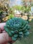 Imagem de Suculenta echeveria setosa diminuta