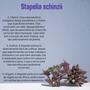 Imagem de Suculenta Stapelia Schinzii Var. Angolensis Coleção rara