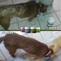 Imagem de Suplemento para cão Idoso Cachorro Forte Vovô e Vovó Condroitina + Glucosamina 250g
