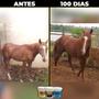 Imagem de Suplemento para Potro Cavalo Forte Crescimento 5KG cada balde