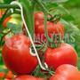 Imagem de Suporte J p/ tomate (1.000 Unid.)