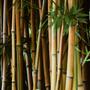 Imagem de Tábua de bambu para corte ecológica 30 x 20 cm premium - Toda Casa