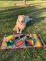 Imagem de Tapete de enriquecimento ambiental para cães brinquedo para cachorro interativo