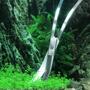 Imagem de Tesoura curva 25cm aço inoxidável podas em plantas aquários