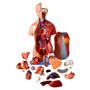 Imagem de Torso Bissexual de 45cm com Coluna Exposta, em 25 Pts