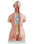 Imagem de Torso Humano de 45 cm 24 partes com Coluna Exposta e Vértebra Removivél