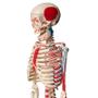 Imagem de Torso humano de 45 cm + esqueleto de 85 cm com inserções musculares