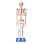 Imagem de Torso humano de 45 cm + esqueleto de 85 cm com inserções musculares