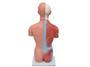Imagem de Torso Humano Masculino 42 cm 13 Partes, Anatomia