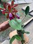 Imagem de Touceira De Orquídea Cattleya Schileriana Adulta Com Vaso