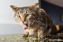 Imagem de TUBO CATNIP - 10g de ervas para gatos